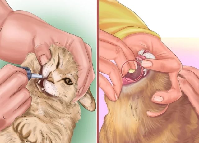 猫体内外驱虫滴剂示范,猫体内外驱虫多少钱