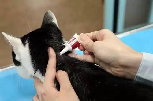 国产猫体内外驱虫,猫爱沃克体内外驱虫一体管用吗