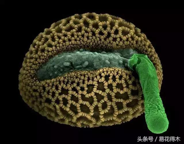 释迦花粉采集方法,花粉采集技巧视频