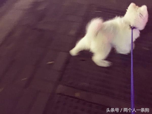 如何训练宠物狗撒手没,宠物狗如何让它不乱叫排便