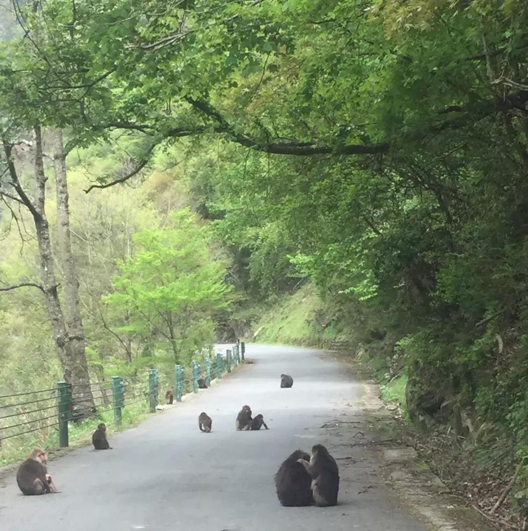 面对尸体，在野外这些野生动物会有什么反应