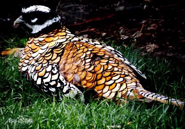 男子吃了四只鸡判刑,男子吃了4只鸡