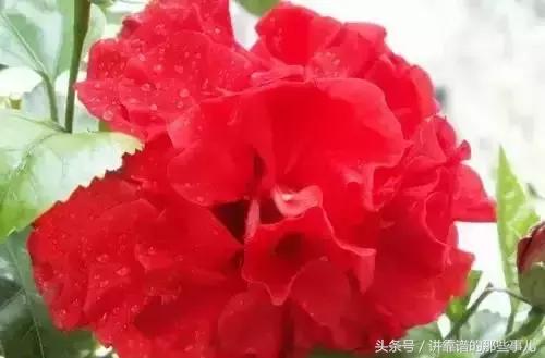 美极了樱花盛开图片,中国各市的市花大全