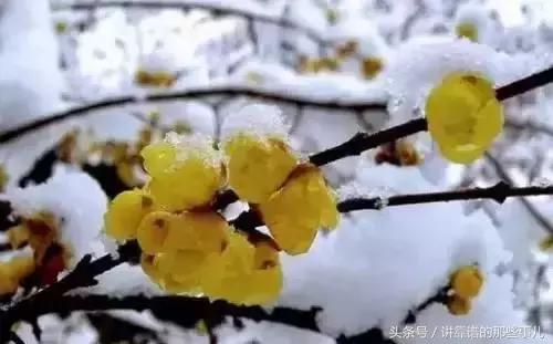 美极了樱花盛开图片,中国各市的市花大全