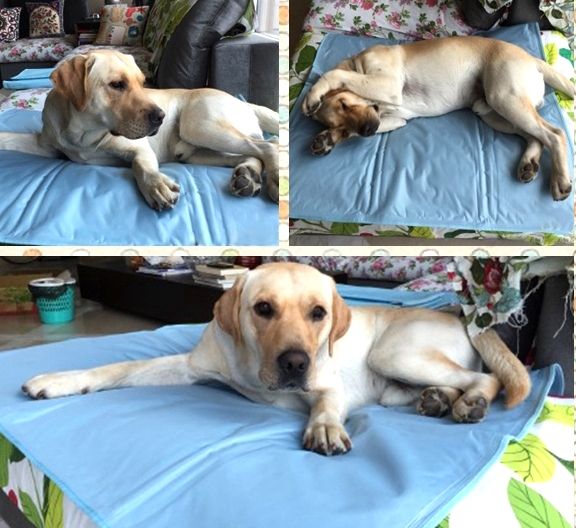 冰垫真的有降温效果吗,汽车冰垫真的有降温效果吗