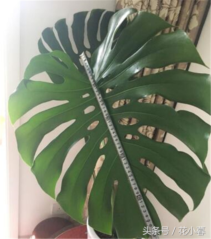 龟背竹的大叶子怎么剪,龟背竹叶子如何剪