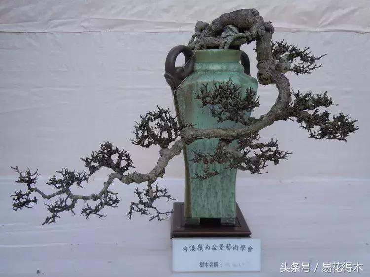 两面针精品盆景欣赏,最美两面针盆景