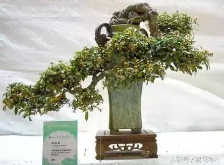 两面针精品盆景欣赏,最美两面针盆景