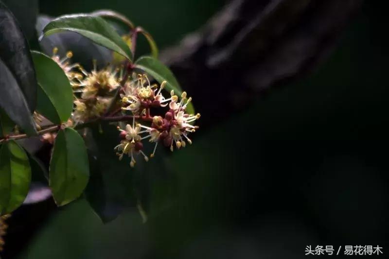 两面针精品盆景欣赏,最美两面针盆景