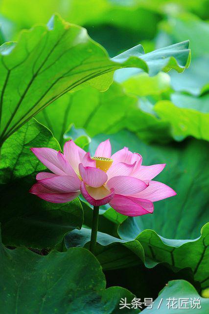 夏水生好物：卧听蝉鸣，暮赏荷花与睡莲