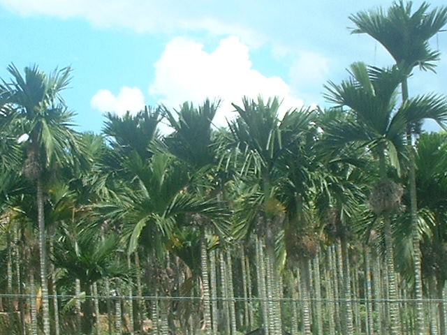 槟榔行气效果,槟榔化痰止咳