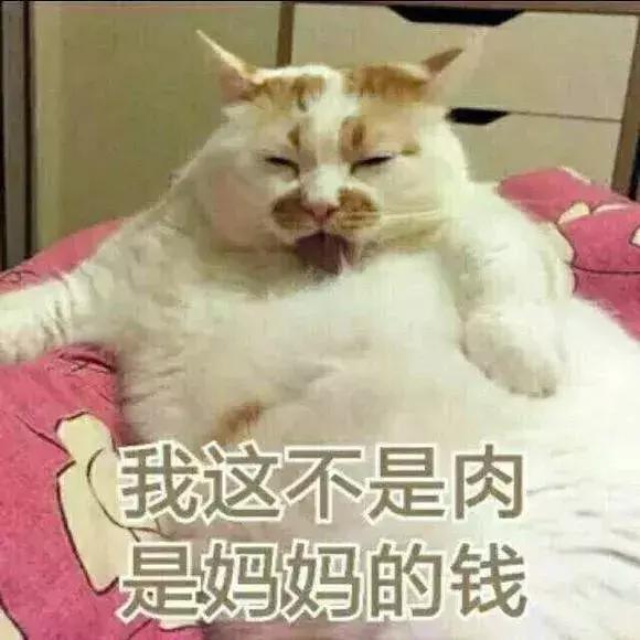 新手养猫需要注意这3点,新手养猫要注意的事项
