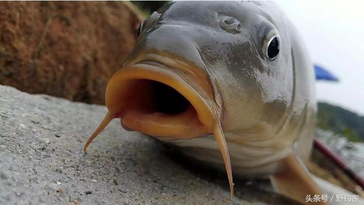 抛竿野钓鲤鱼的视频,野钓鱼怎么抛竿