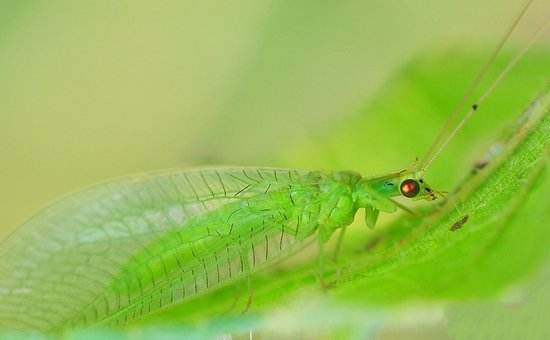 马铃薯害虫瓢虫,瓢虫里的害虫吃什么食物