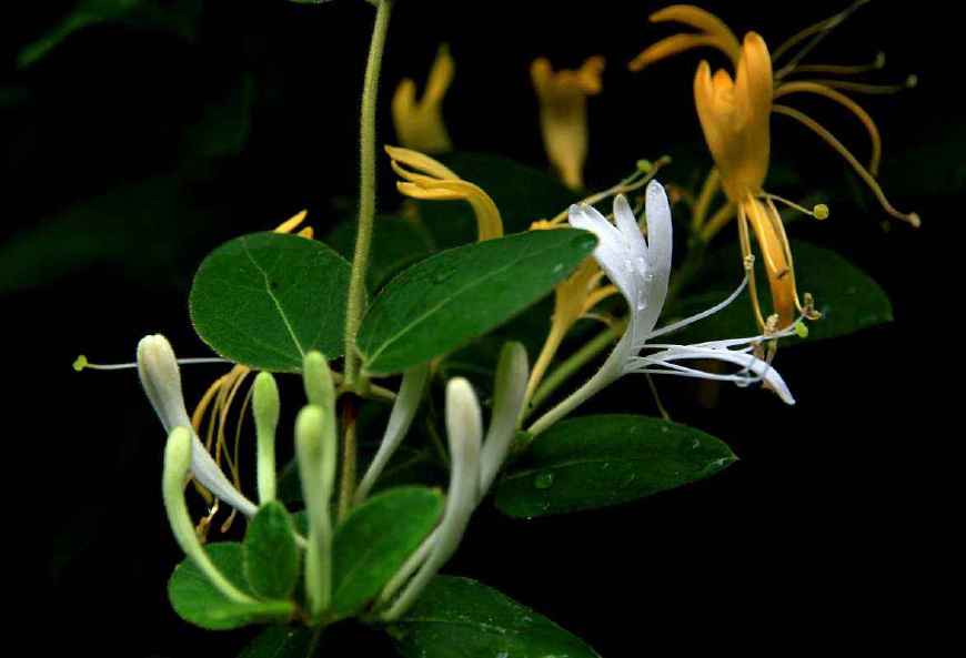 金银花一蒂二花,状如雄雌相伴,又似鸳鸯对舞,故有鸳鸯藤之称