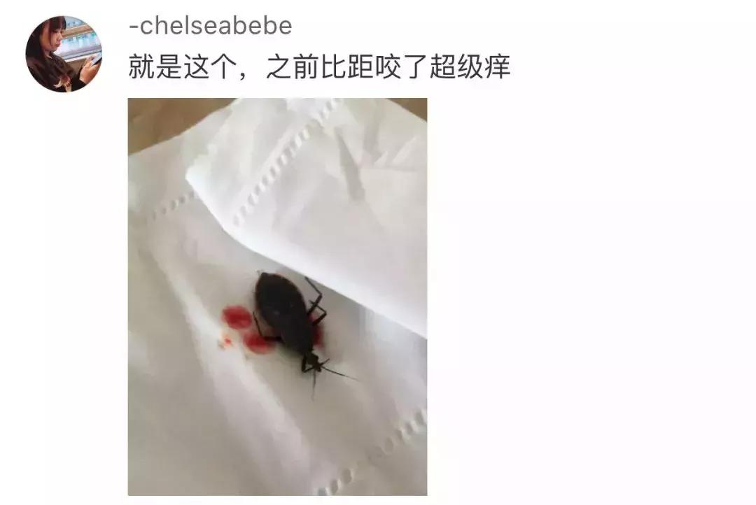 前方高能慎入丨这虫子被咬或染“新型艾滋病”,危险！