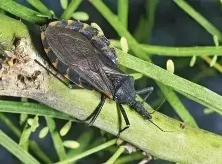 前方高能慎入丨这虫子被咬或染“新型艾滋病”,危险！