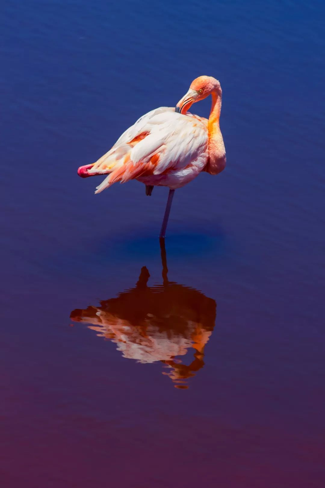 左脚北半球右脚南半球的国家,右脚在南半球左脚在北半球