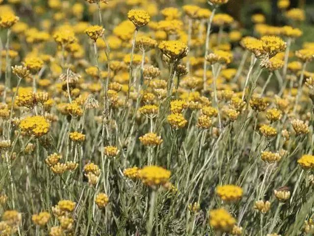 什么样的纯露可以消除痘印,有闭口痘痘用哪款纯露