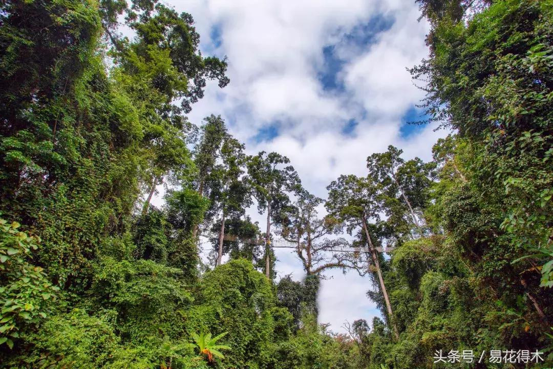 濒临灭绝的珍稀植物,世界珍稀濒危植物三大旗舰种