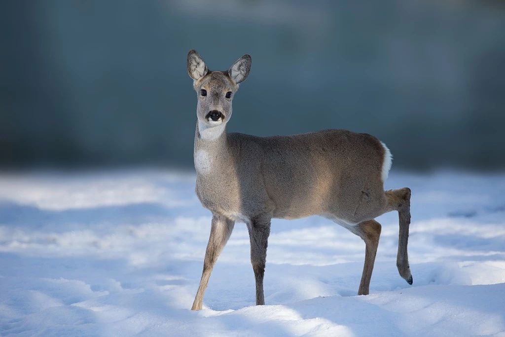 中国少数民族的独特生活,中国北方少数民族真实生活