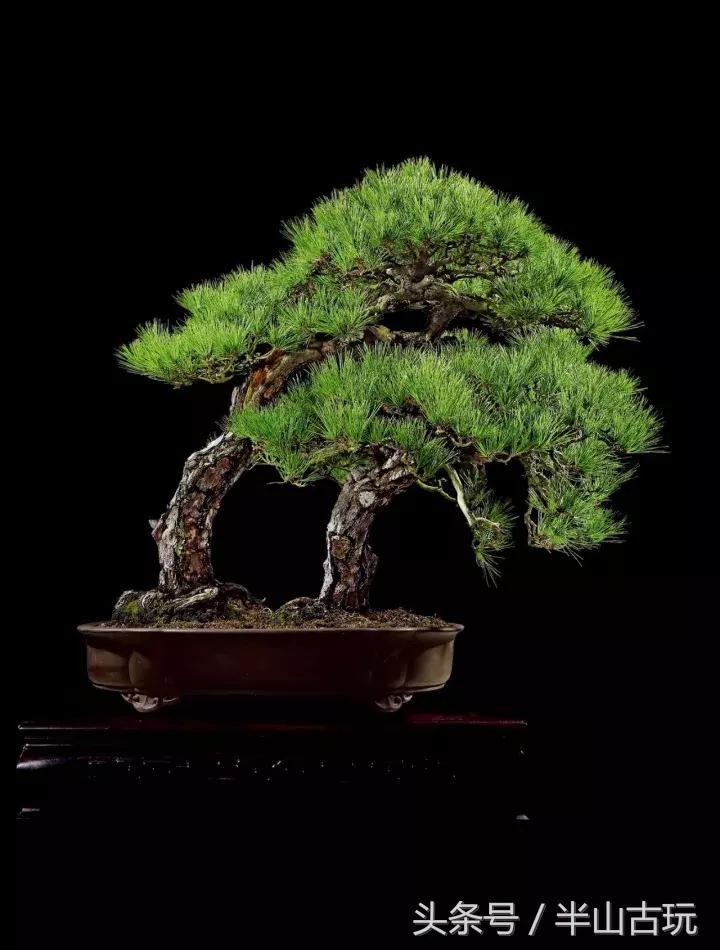 花卉盆景拍卖 (园林盆景拍卖)