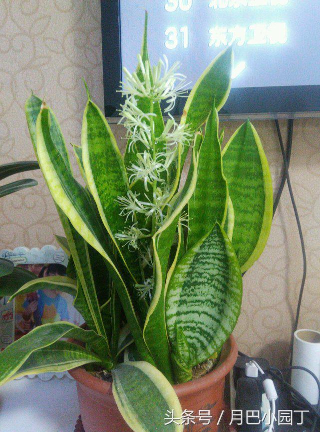 虎皮兰只长高不发芽怎么办,虎皮兰长得又细又高怎么办