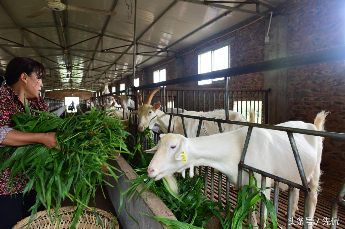 南充顺庆：大林镇产业“梦之队”打好发展“攻势足球”