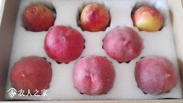 悠果观点：该向凤凰佳园学习什么？