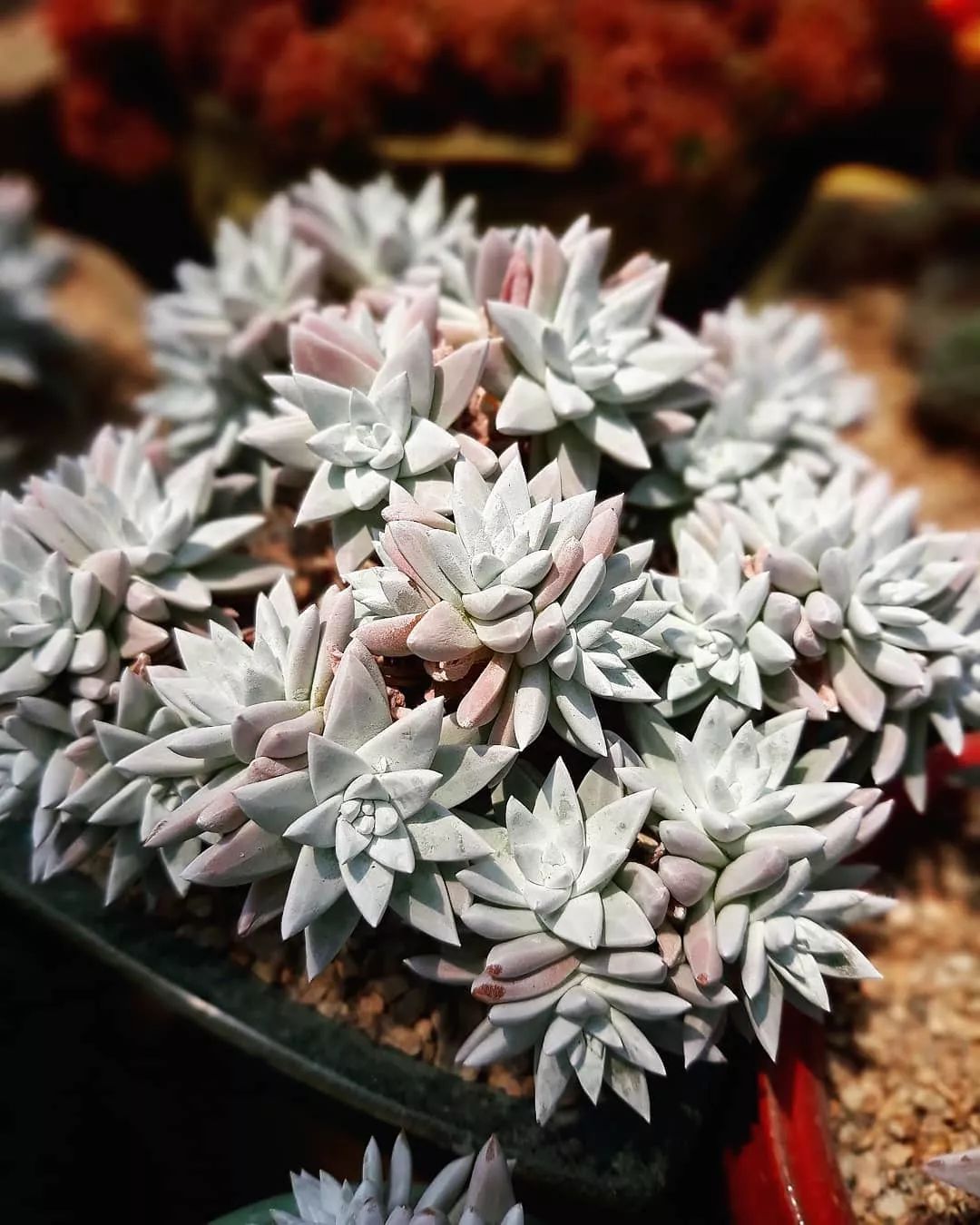 偷了价值10万的多肉,偷多肉可耻吗