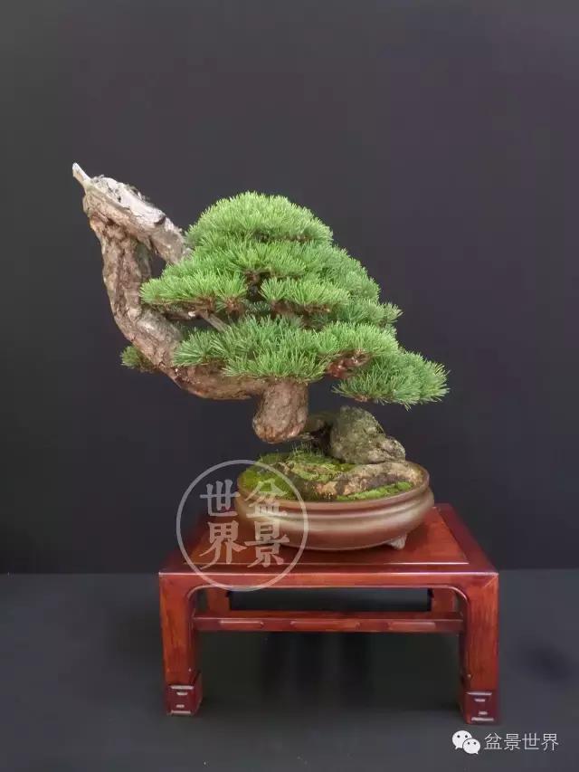 盆景是中国的名片看看浪漫的法国人怎样玩盆景