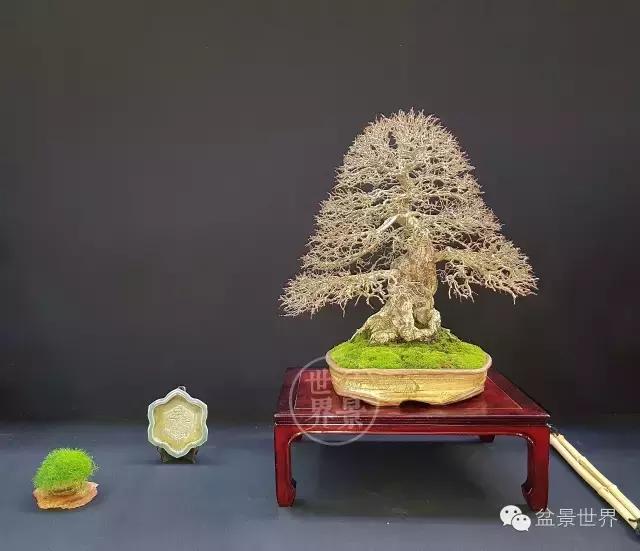 盆景是中国的名片看看浪漫的法国人怎样玩盆景