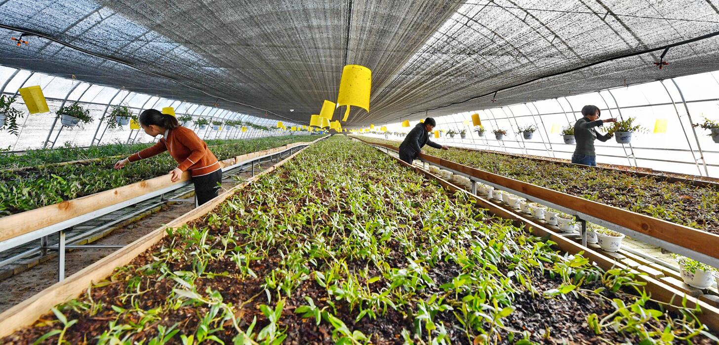 广西中药材示范基地种植情况,广西的中药材种植基地在哪里