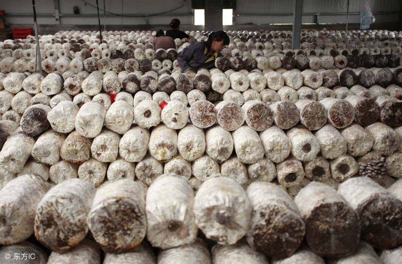 食用菌种植技术与病虫害防治图谱,食用菌病虫害防治方法有哪几种