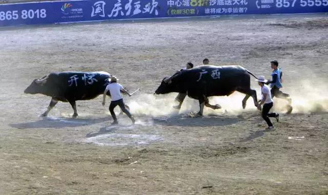贵州黔东南斗牛赛好热闹,贵州凯里斗牛大赛时间表