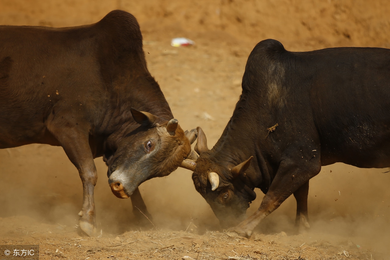 黔东南州凯里斗牛信息,贵州黔东南最近哪里有斗牛比赛