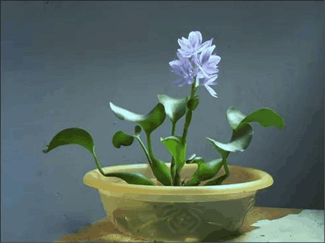 水葫芦外来物种入侵案例,水葫芦如何在室内养