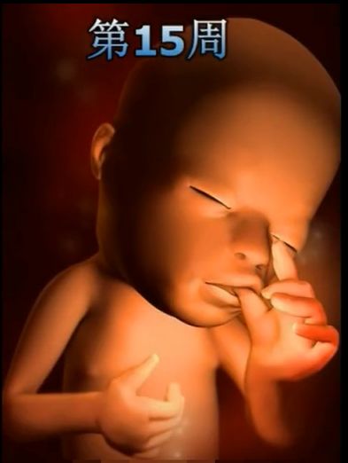胎儿发育震撼照片,最全胎儿发育图