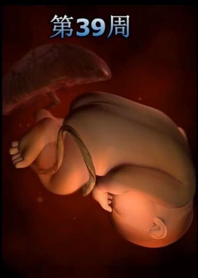 胎儿发育震撼照片,最全胎儿发育图