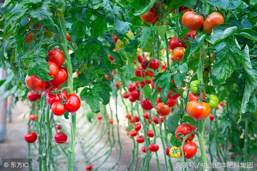 番茄苗根部有啥虫害,番茄潜叶蛾虫害防治