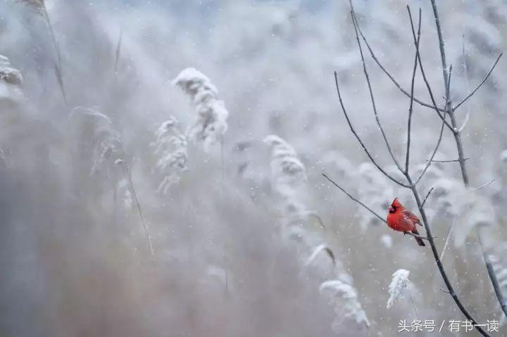 徐志摩最美的六首诗歌原文,徐志摩最美十首诗朗诵