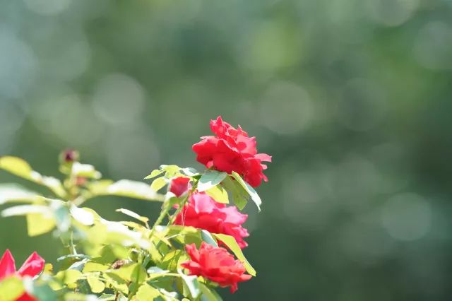 索尼sel24105镜头评测,长焦大炮镜头性价比推荐