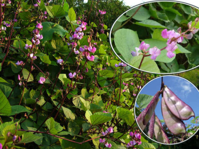 经断复来中医辨证论治,经断复来