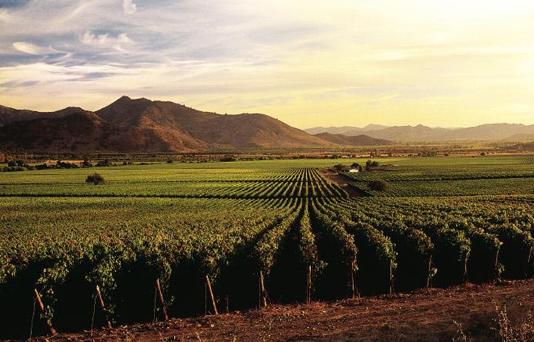 小白如何快速掌握红酒知识,你必须知道的红酒知识与红酒文