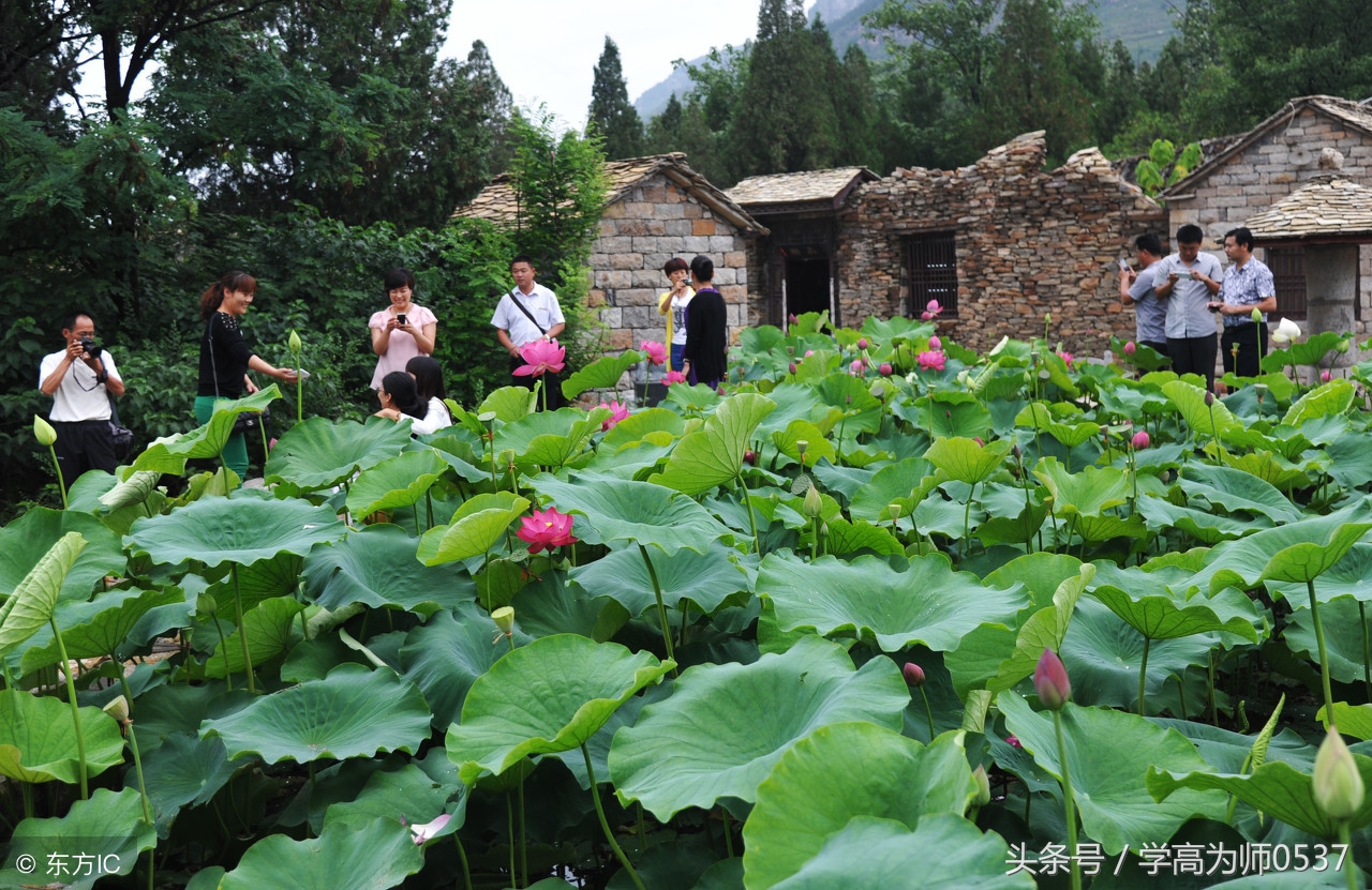 咏荷诗词精选,古今咏荷的诗或词