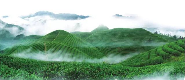 茶香味最久的茶有哪些种类,和金骏眉香气相似的茶是什么茶