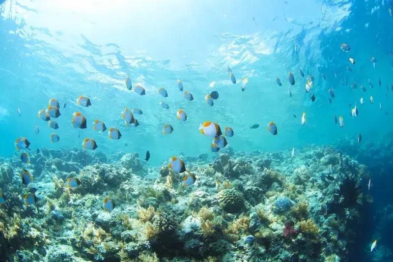 去帕劳玩,帕劳潜水的四个理由