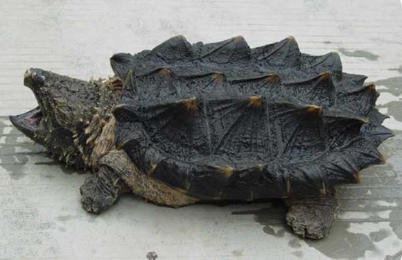 鳄龟是外来物种不能放生吗,鳄龟属于海鲜吗