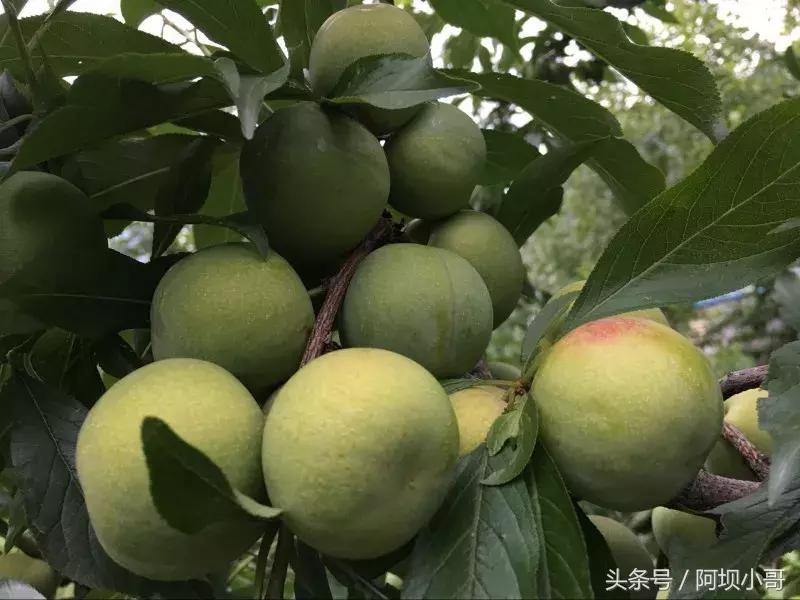 相约盛夏七月，康养汶川的李子熟了！花椒红了！