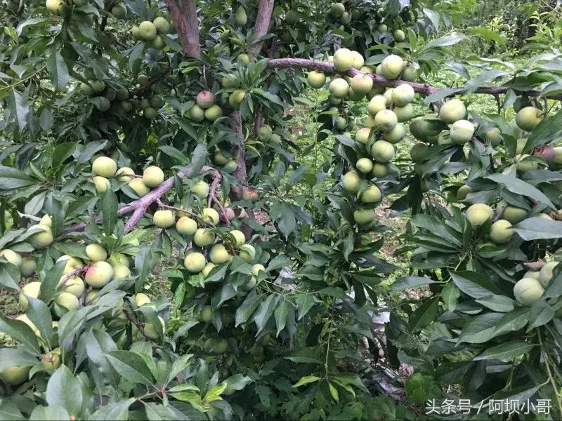 相约盛夏七月，康养汶川的李子熟了！花椒红了！